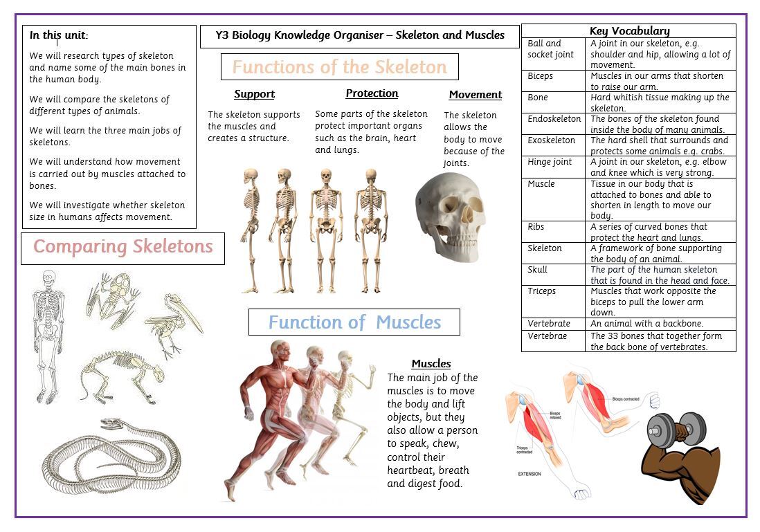 Y3 biology body
